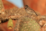 Common Cactus-Finch (female), Santa Fe Island, Galapagos