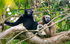 Gibbon couple with baby