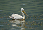 Dalmatian Pelican