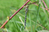Southern Hawker