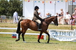Class 12: Open Racehorse to Show Horse portfolio