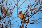 Waxwing