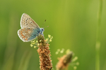 Male Common Blue on Ribwort Plantain, Seven Barrows, Berkshire