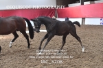 JAC_5208