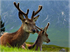 Glencoe deer