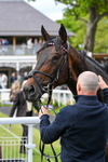 150526-Race 3-Warrant Holder-7630