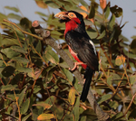 Bearded Barbet