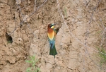 European Bee-eater