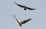 White-bellied Sea Eagle