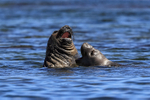 Elephant Seal confrontation in sea, Carcass Island, Falklands