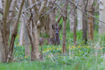 Male Roe Deer    ref 9931