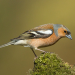 Chaffinch