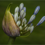 84 Agapanthus 4_