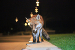 Urban Fox_Bristol_0242