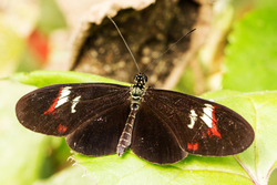 Heliconius species