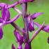 Orchis laxiflora - Loose-flowered Orchid