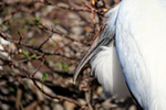 Wood Stork bill and feathers, Wakodahatchee Wetlands, Florida