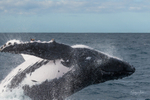 Humpback Breach close-up 2. 0A3A1198
