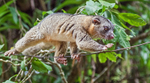 Northern Olingo, Costa Rica