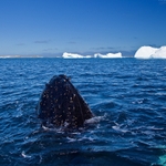 A Humpback surfaces a few feet from our Zodiac
