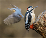 Great Spotted Woodpecker and Nuthatch