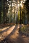 Morning Shadows