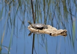 Spanish Terrapin