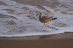 Norfolk - Birds portfolio
