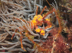 Inachus phalangium