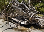 Driftwood on Spring Bay