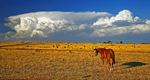Horse & Storm Clouds 2