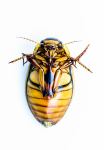 Diving beetle