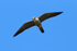 Hobby with dragonfly at Otmoor RSPB