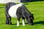 Shetland Pony - DSC_0910