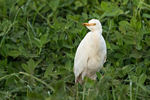 Cattle Egret