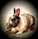 Rabbit-Care-London