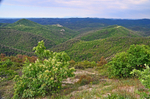 Dadia-Lefkimi-Soufli Forest, East Macedonia and Thrace, Greece