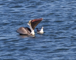  Pelicans _0015