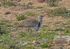 Houbara Bustard