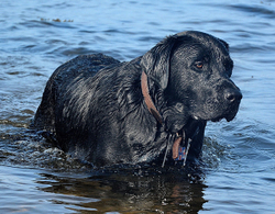 Dogs portfolio