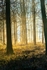 Swinsty Woods