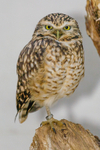 Burrowing owl athena cunnicularia-0029