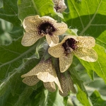 Black henbane (Hyoscyamus niger) 