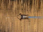 Common Snipe