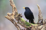 Blackbird (male) perched, Otterbourne, Hampshire