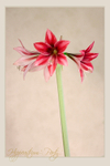 Hippeastrum 'Party' 1
