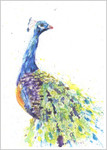 Peacock print 737