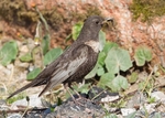 Ring Ouzel 4