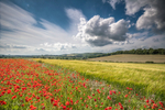 z2925 Summer Poppies, Sandown