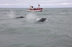 Pair Juvenile Humpbacks